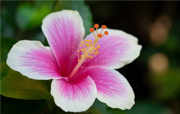 Cautions for Pruning Hibiscus rosa-sinensis