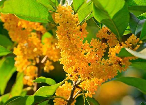 Fertilizing steps of sweet osmanthus