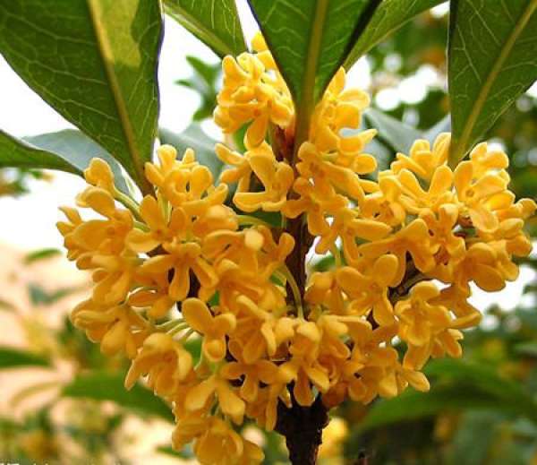 Points for Attention in Fertilization of Osmanthus fragrans