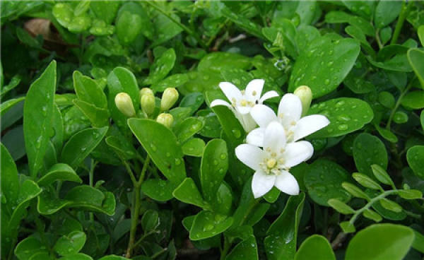 The Flower Language of Qi Li Xiang