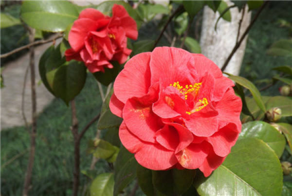 Camellia picture
