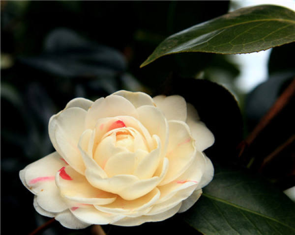 Camellia picture