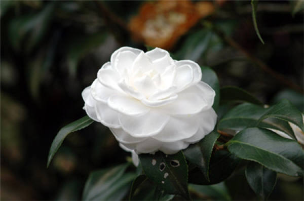 Picture camellia