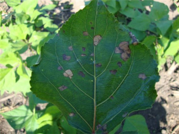 Rose Disease Map