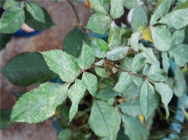 Rose Disease Map