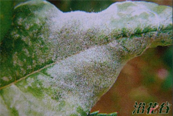 Rose Disease Map