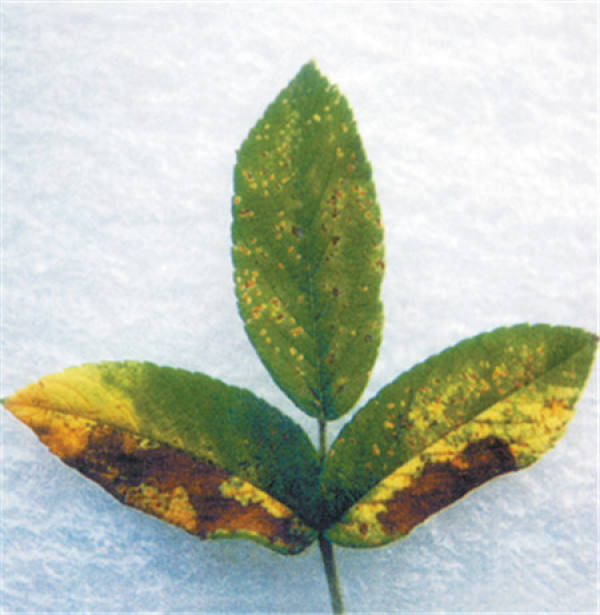 Rose Disease Map