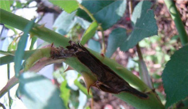 Photo of rose disease and its control