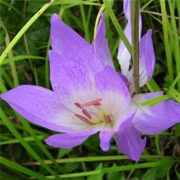 Colchicum