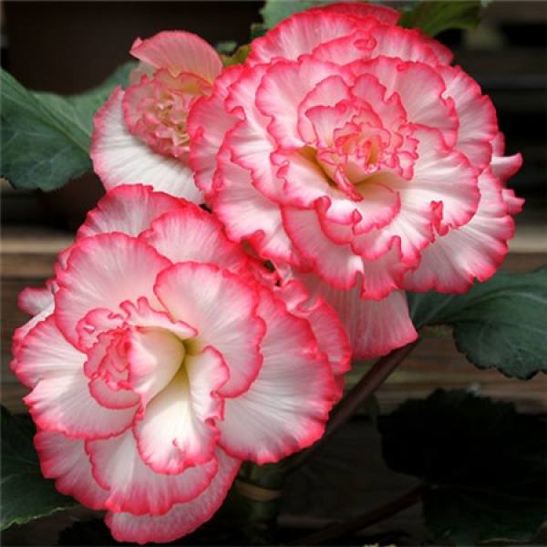 photo of bulbous Begonia