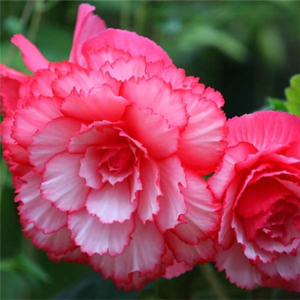 Begonia tuberhybrida