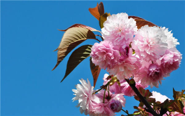 Material Selection of Cherry Blossom Bonsai