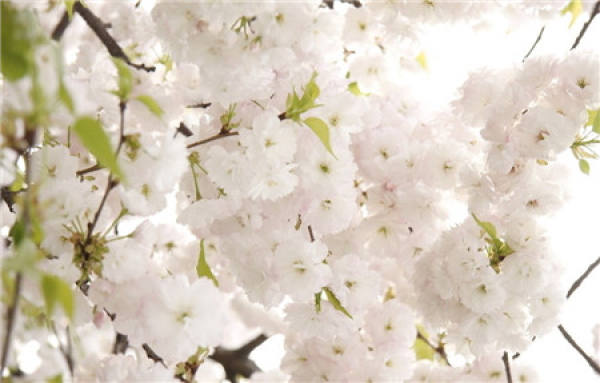 Cherry Blossom bonsai material selection