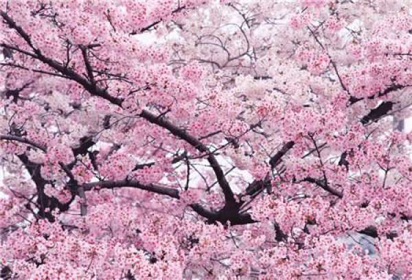 Maintenance and Management of Cherry Blossom Bonsai