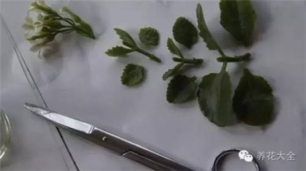 Lecting robust Kalanchoe stem