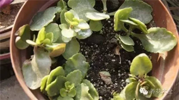 Lecting robust Kalanchoe stem