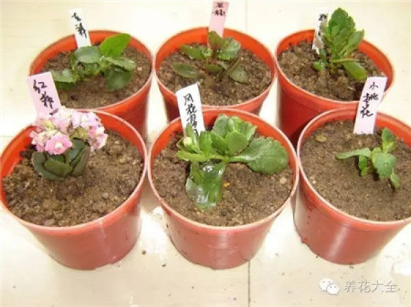 Lecting robust Kalanchoe stem