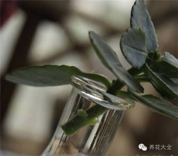 Lecting robust Kalanchoe stem