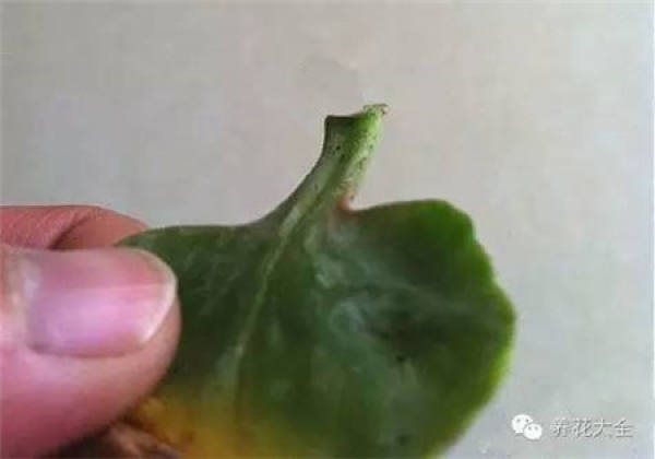 Lecting robust Kalanchoe stem