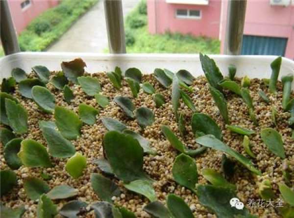 Lecting robust Kalanchoe stem