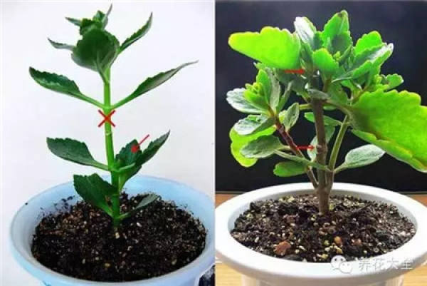 Lecting robust Kalanchoe stem