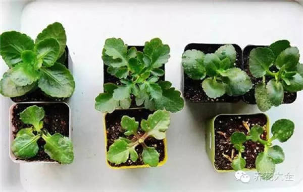 Topped cuttings of Kalanchoe blossfeldiana