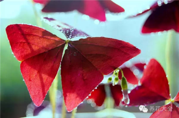 Oxalis purpurea
