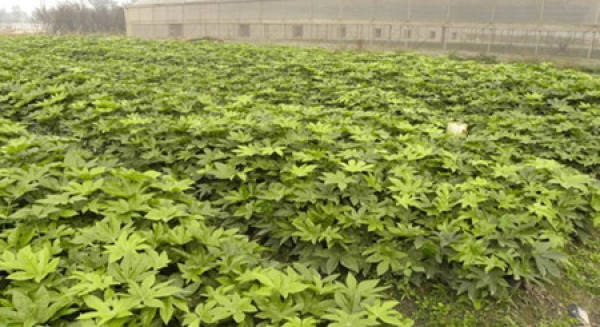 Cutting Propagation of Illicium verum