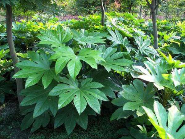 Ramet Propagation of Illicium verum