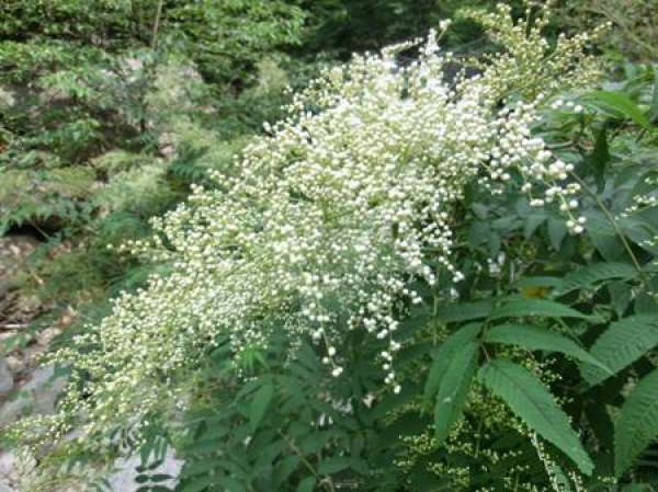 The florescence of snow in June