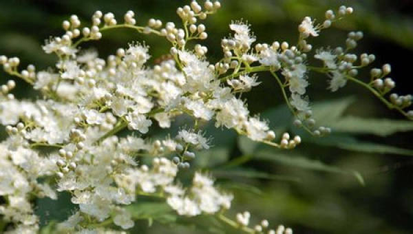Management of blooming snow in June