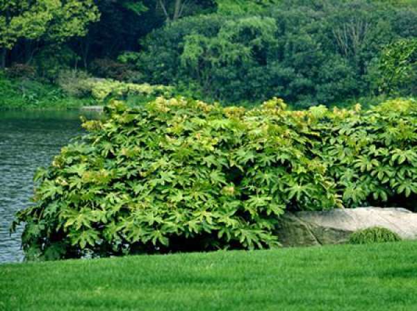 Illicium verum seeding method