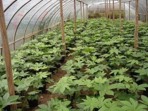 Seeding management of Illicium verum