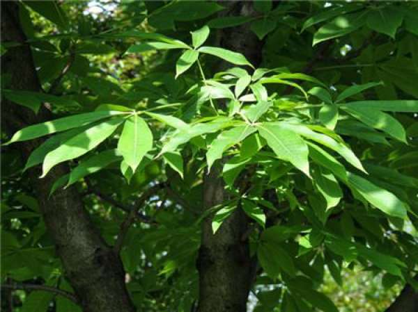 Breed method of horse chestnut