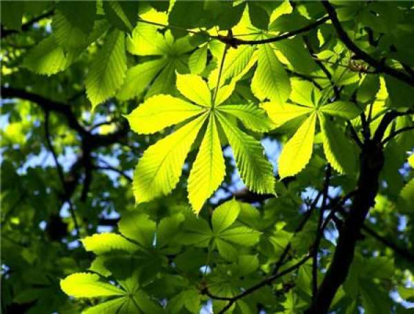 Points for Attention in Horse Chestnut Culture