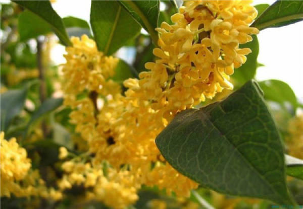 Osmanthus fragrans watering method
