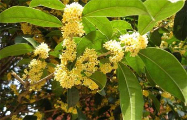 Points for Attention in Watering Osmanthus
