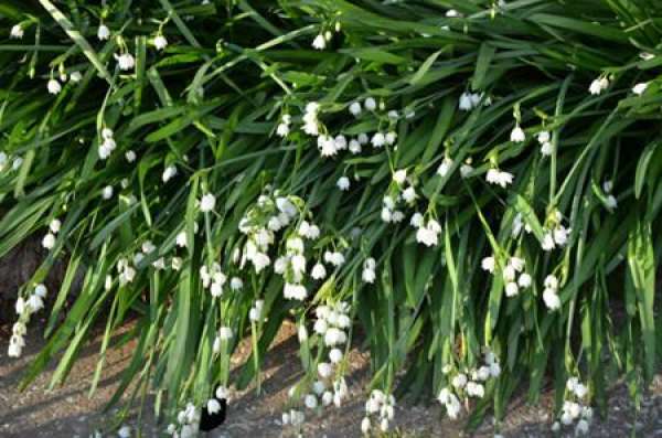 Cutting Propagation of Equisetum sinense