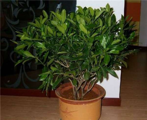 The principle of watering peaceful trees