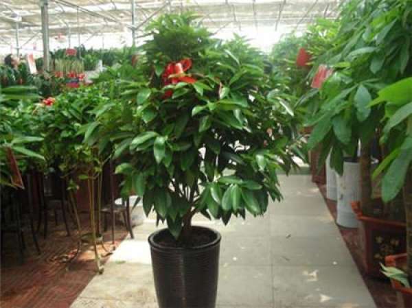 principle of watering Ping An tree