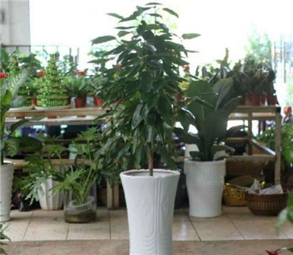 Precautions for watering Ping'anshu