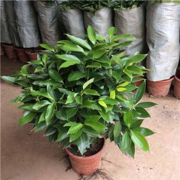 Preparations for Cutting Propagation of Ping'anshu