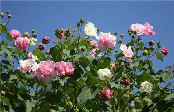 Matters needing attention in breeding Hibiscus mutabilis Matters needing attention in breeding Hibiscus mutabilis