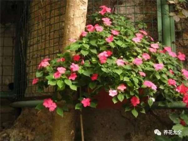 African impatiens conservation