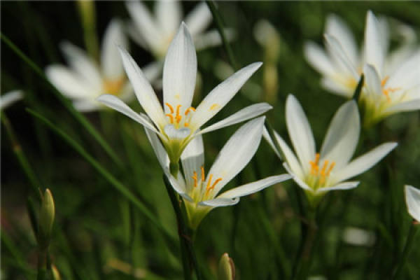 Calystegia chinensis