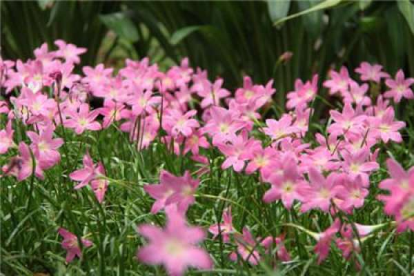 Calystegia chinensis