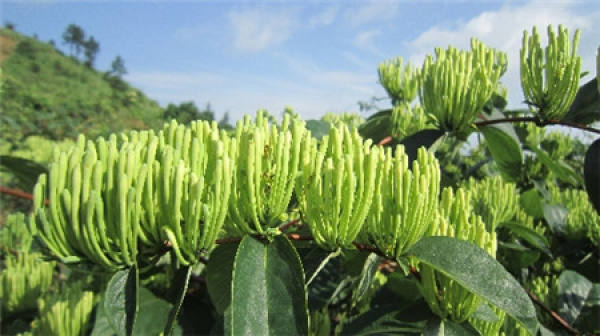Lazy Honeysuckle