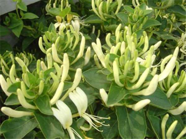 Lonicera confusa
