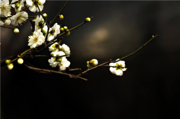 The Language of Plum Blossom