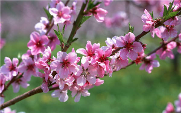 flower language of plum